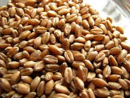 Algeria bought about 300,000 tonnes durum wheat in tender