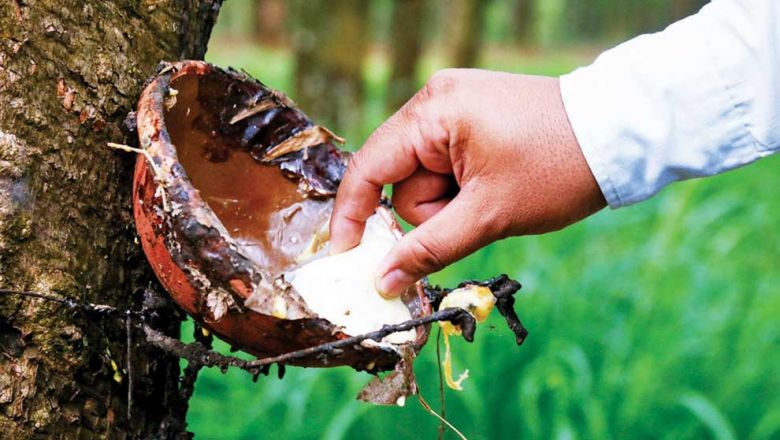 Cambodia: Rubber exports stretch to 8M in first 10 months