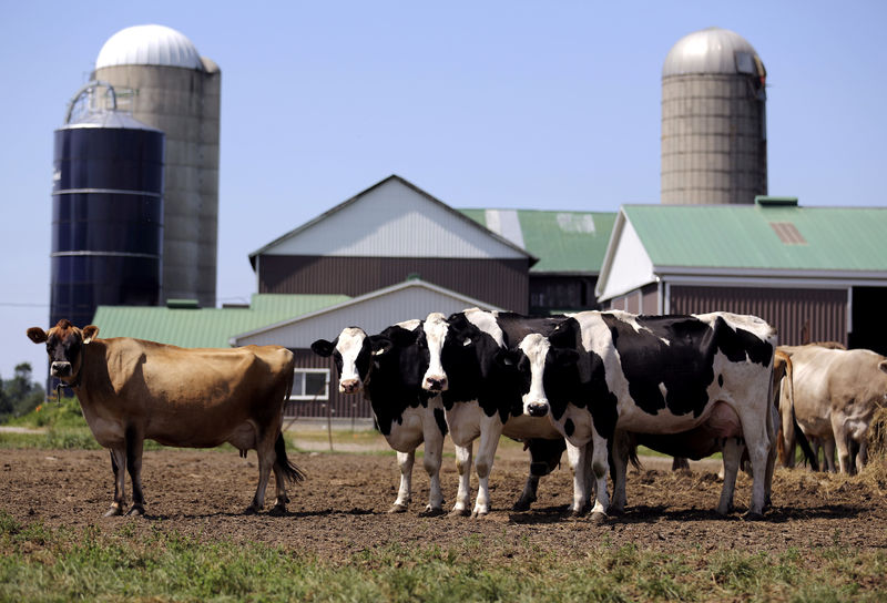 Canadian dairy farmers cling to protections as Trump demands concessions