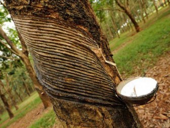 China: Natural rubber purchasing and storage to 60,000 tons before end of the year