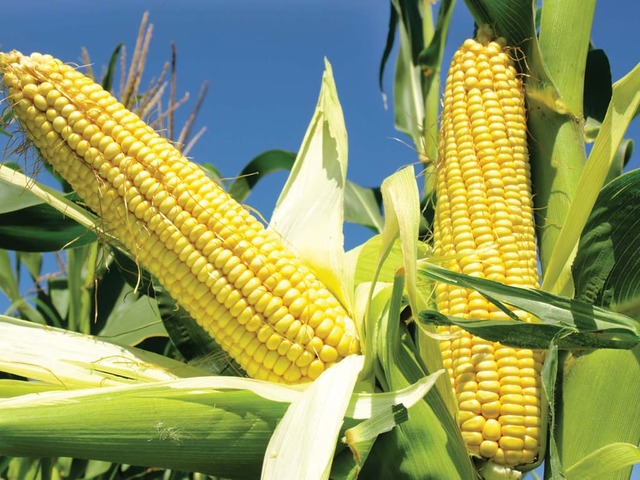 Corn firms on demand hopes, but US harvest curbs gains