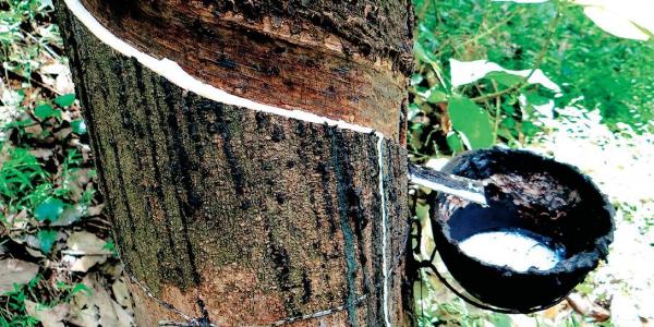 Crude price rise make synthetic rubber unattractive; boosts natural rubber prices