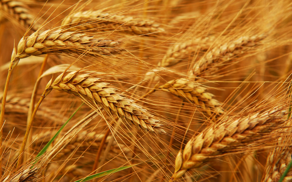 EU 2018/19 soft wheat exports down 24pc at 5.4mn T by Nov 4