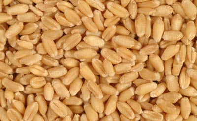 South Korea's MFG gets offers in feed wheat tender