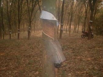 [Geojit Comtrade] Daily report on Natural Rubber: November 15, 2012