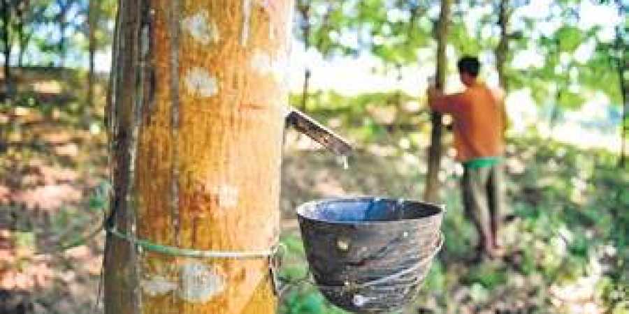 India: Lower Natural rubber production to lead to higher imports