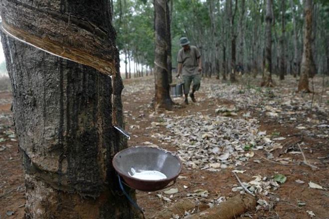 India: Natural rubber production up 15% in October, 11% in April-October