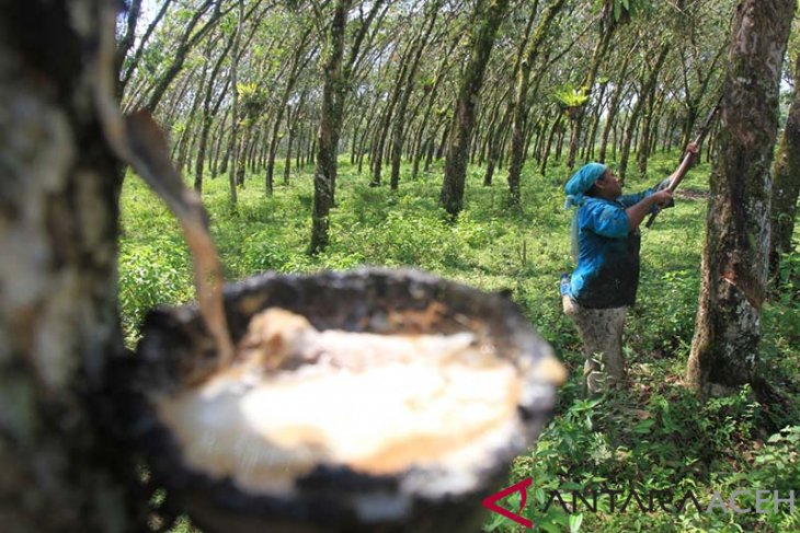 Indonesia forges regional cooperation to stabilize rubber prices