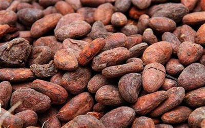 Ghana cocoa purchases jump in early weeks of 2015/16 season