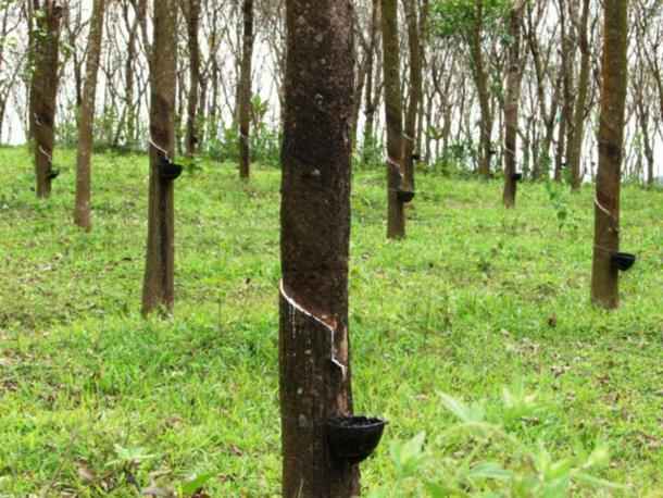 Myanmar: Rubber exports rise, but production yield still not optimal