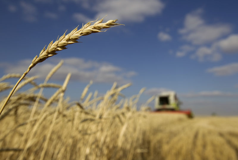 'No progress' on financing of Russia-Iran wheat deal: Iran industry group