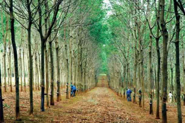 Rubber Board submits proposal for relief package to Centre
