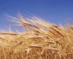 Russian wheat export prices down after lost Egyptian tender