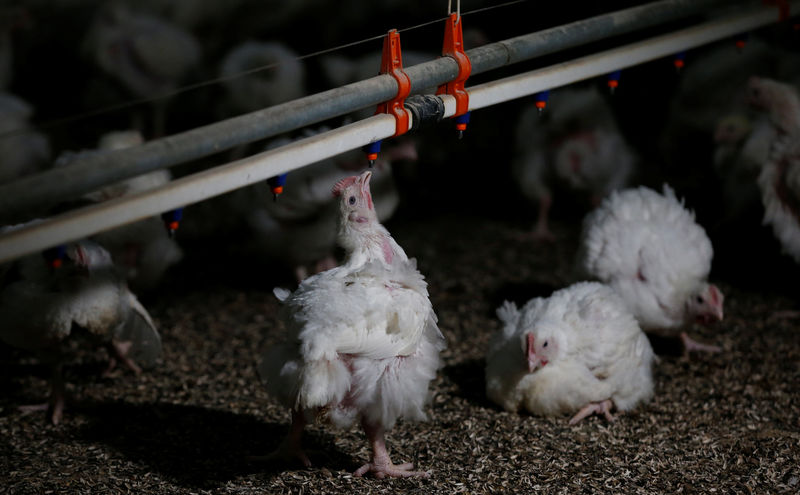 South African farmers play chicken with Trump tariffs