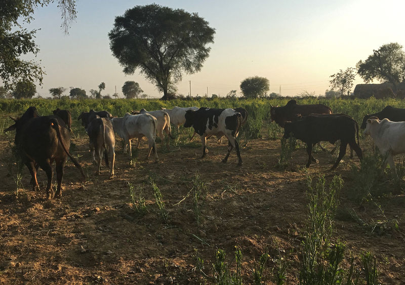 Stray cows add to Modi's farmer woes as Indian election looms