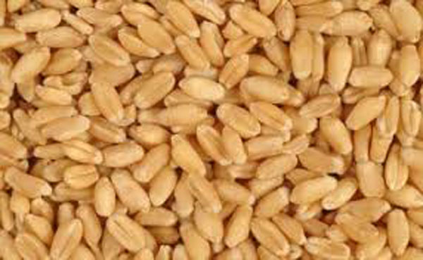 Jordan tenders again to buy 100,000 T wheat