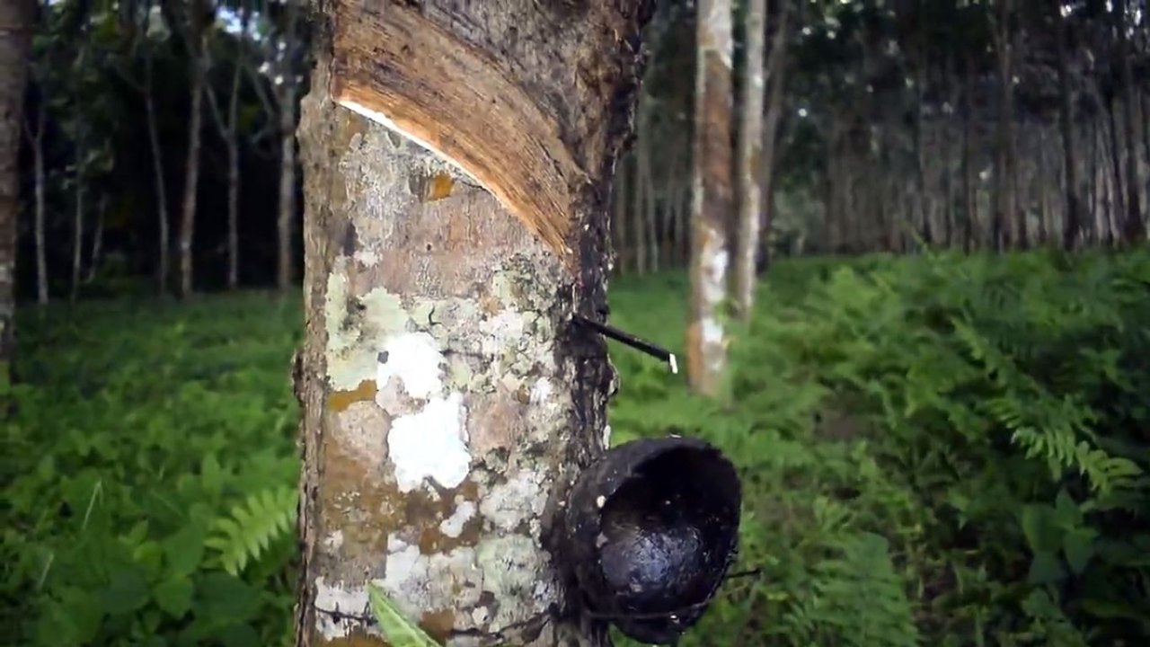 Thailand: Rubber planters to meet this weekend to formulate demand that govt shore up prices
