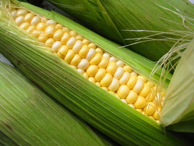 US corn, soy dive on export woes, wheat weak