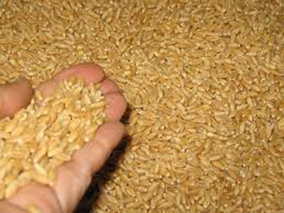 Wheat eases off 4-week high on disappointing export sales