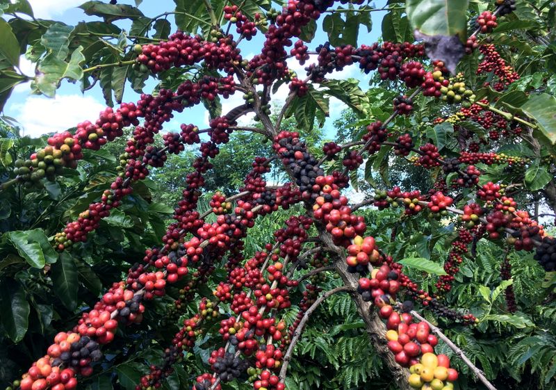 Brazil coffee exports fall 29% in Sept on shipping hurdles
