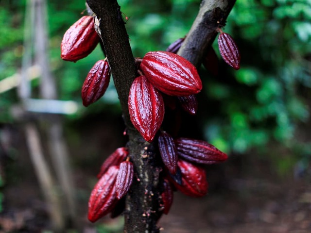 London cocoa hits two-week low; sugar and coffee firm