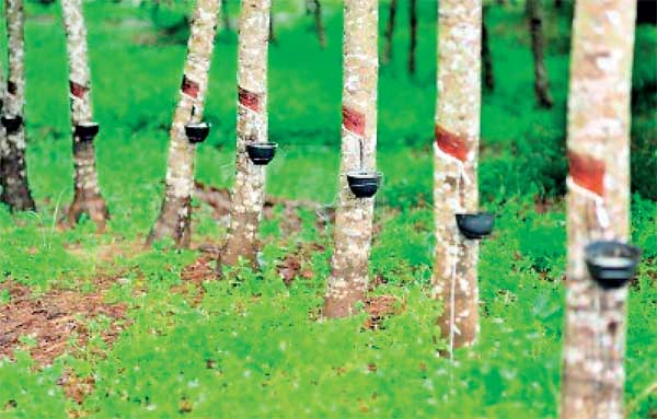 Rubber to be cultivated across 1,000 hectares in Moneragala
