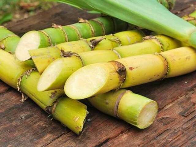Sugarcane crushing season will begin on 15th
