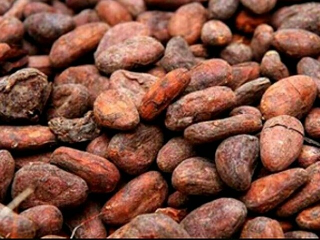 Cocoa prices fall as North American grind dips