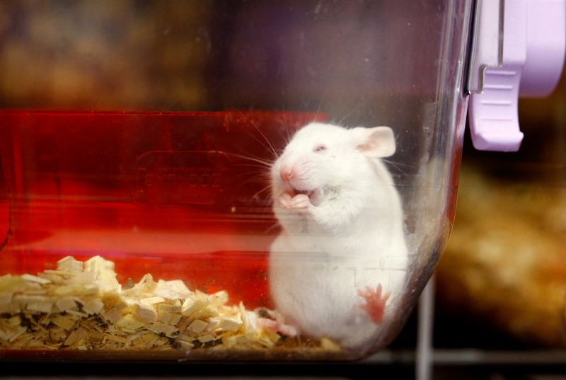 Swiss reject ban on animal testing in referendum