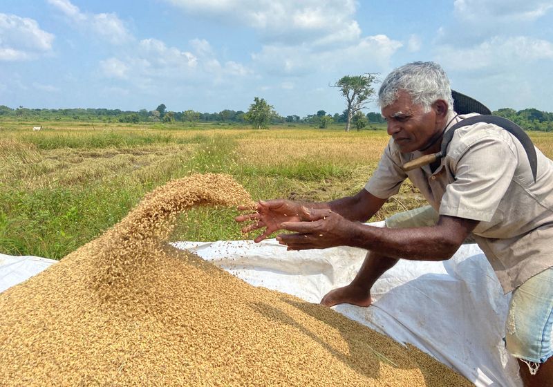 Fertiliser ban decimates Sri Lankan crops as government popularity ebbs