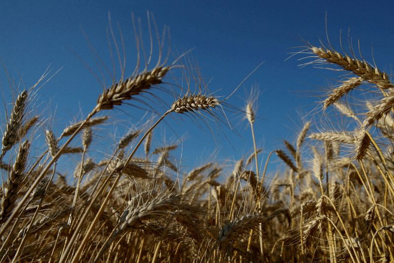 Analysis: UN's grain-for-fertiliser plan holds little appeal for Moscow