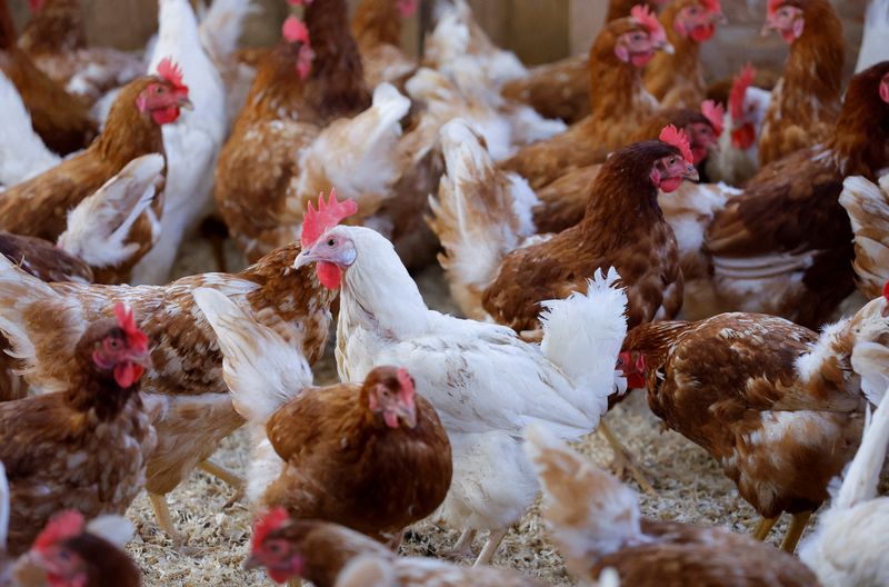 Bird flu puts organic chickens into lockdown from Pennsylvania to France