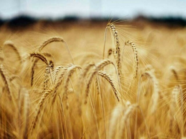 CBOT wheat may retrace towards .84-1/4