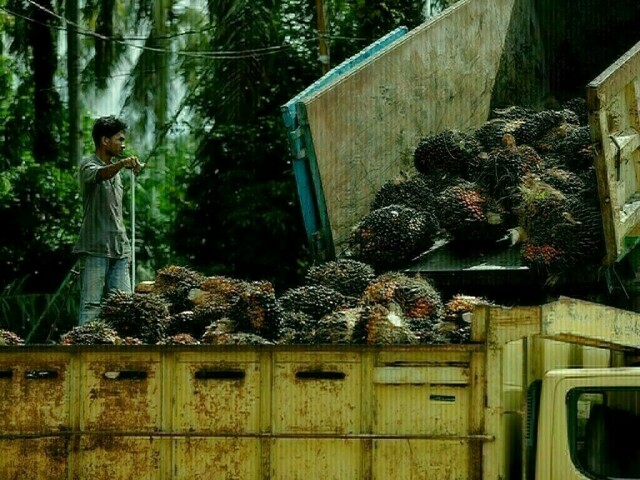 Palm oil edges toward worst weekly session in six