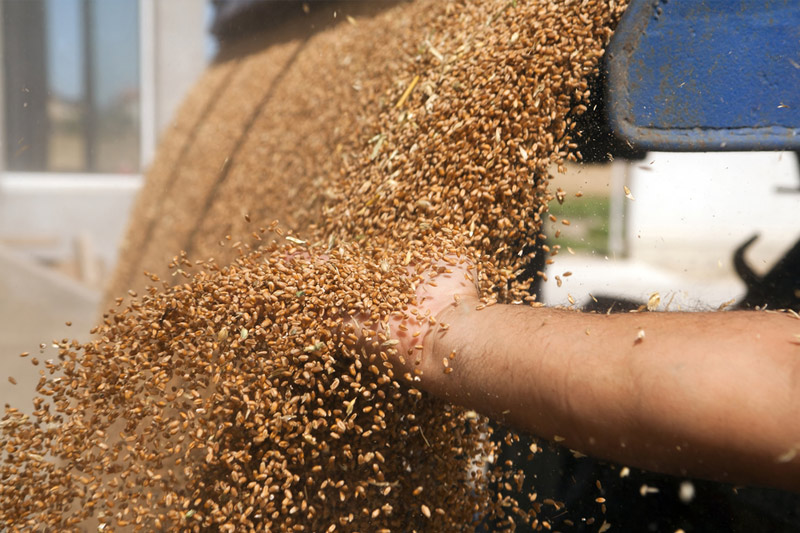 Ukraine southern Odesa region starts 2022 grain harvest