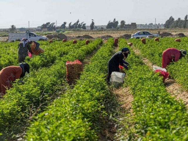 Egypt’s small farms play big role but struggle to survive