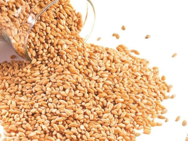 Wheat rebounds as demand stirs