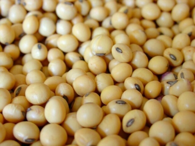 Soy prices slide on US crop forecast; corn also falls