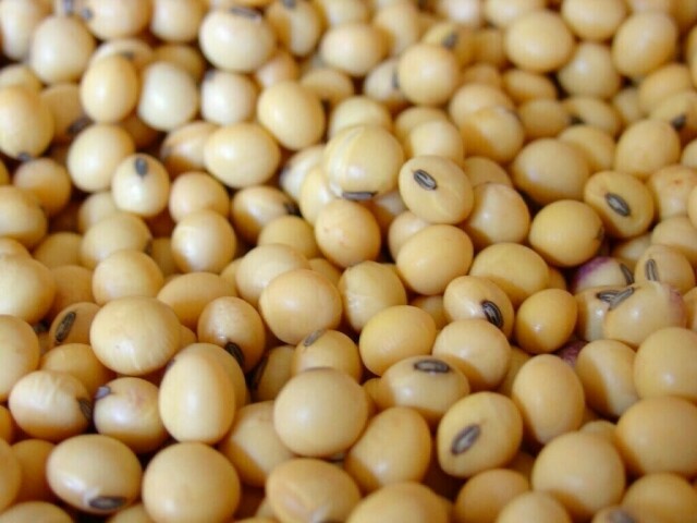 Soybeans near one-week low on improved US crop condition
