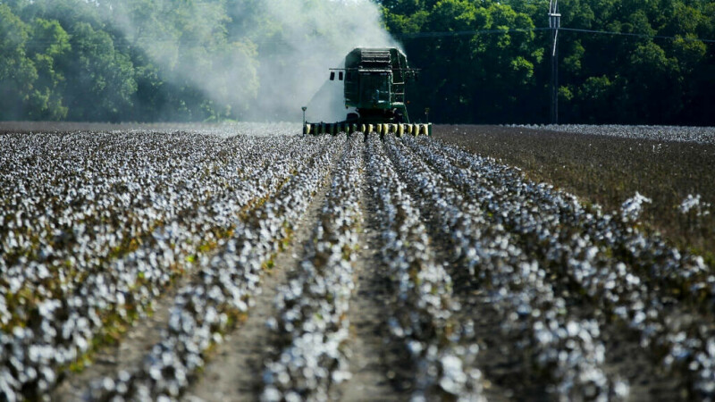 Drought decimates Texas’ key cotton crop