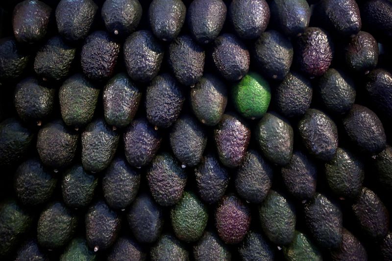 Green gold: Mexican avocados, beloved in U.S., fuel multi-billion dollar market