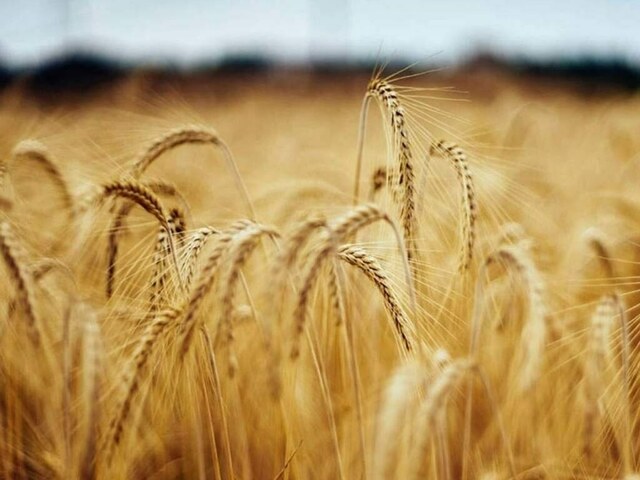 Incentives for wheat growers on the cards