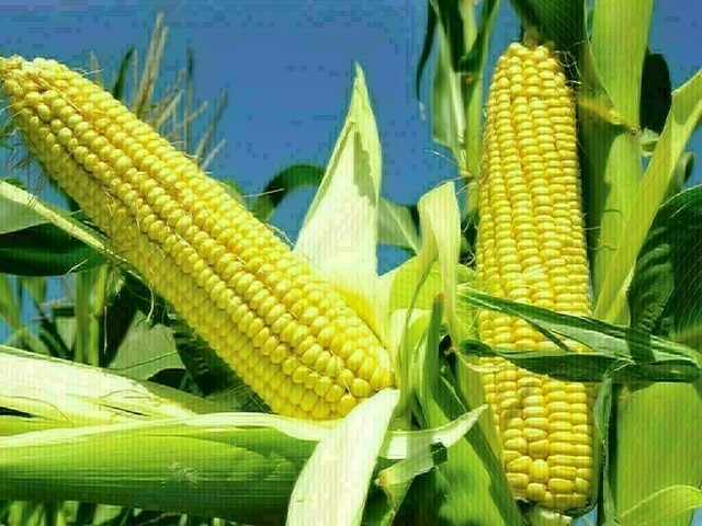 CBOT corn may fall into .71-1/2 to .79-1/2 range