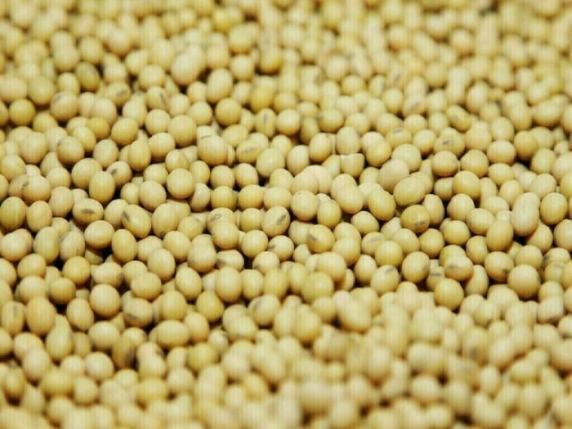 China Sept soybean imports jump 12% from a year earlier