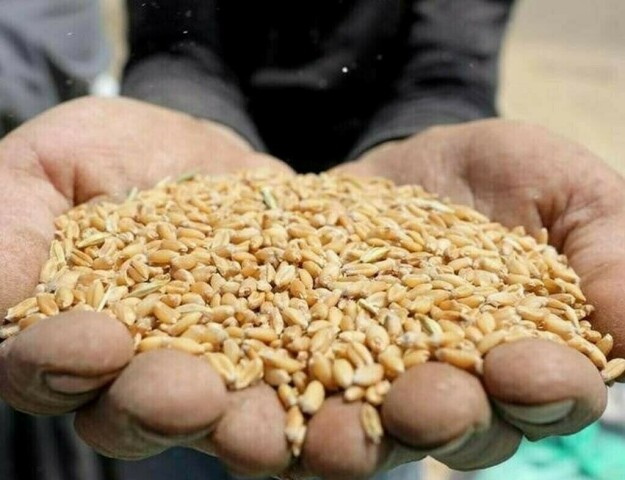 China sold 41,359 tonnes of wheat at reserve auction