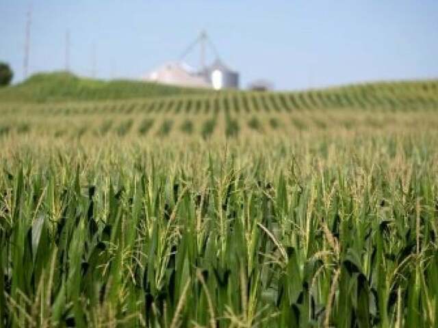 Crop Watch: Final cornfields disappoint, producers look to 2023