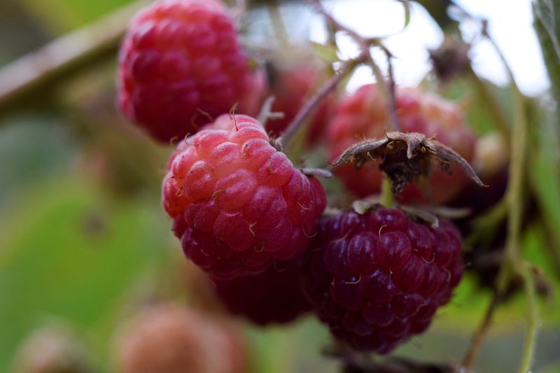 Chile investigates hepatitis A-tainted raspberries recalled in U.S.