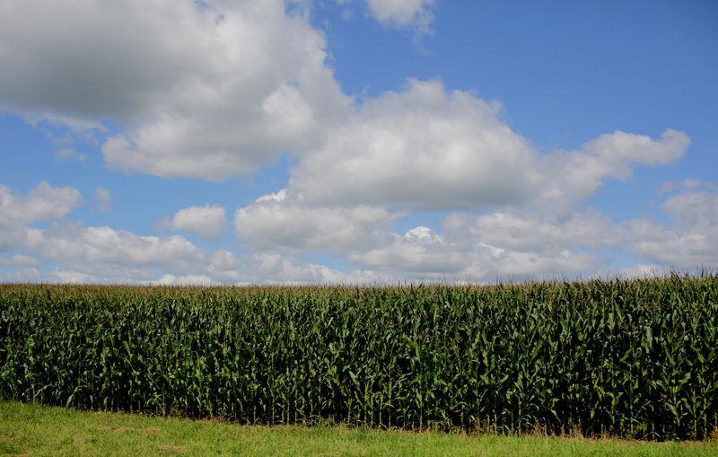 Analysis-Democrats' downgrade of Iowa's role is a blow to Corn Belt, biofuels