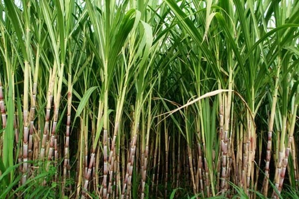 Brazil sugar cane crushing hits 440,000 tonnes