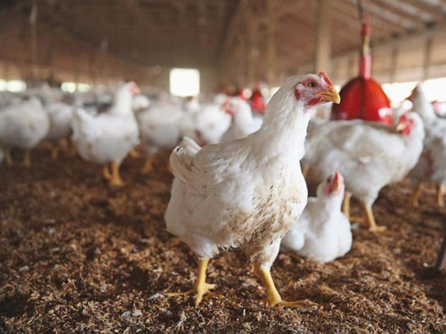 Chicken rates could hit Rs1,000 per kg in coming days, warns PPA
